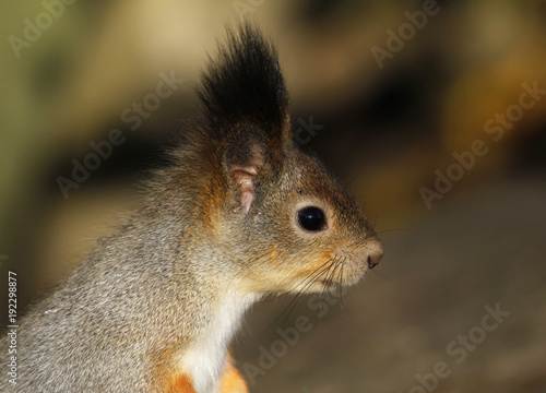 Head of the Red Squirrel Sciurus vulgaris seen from side, Finland. © juerpa68