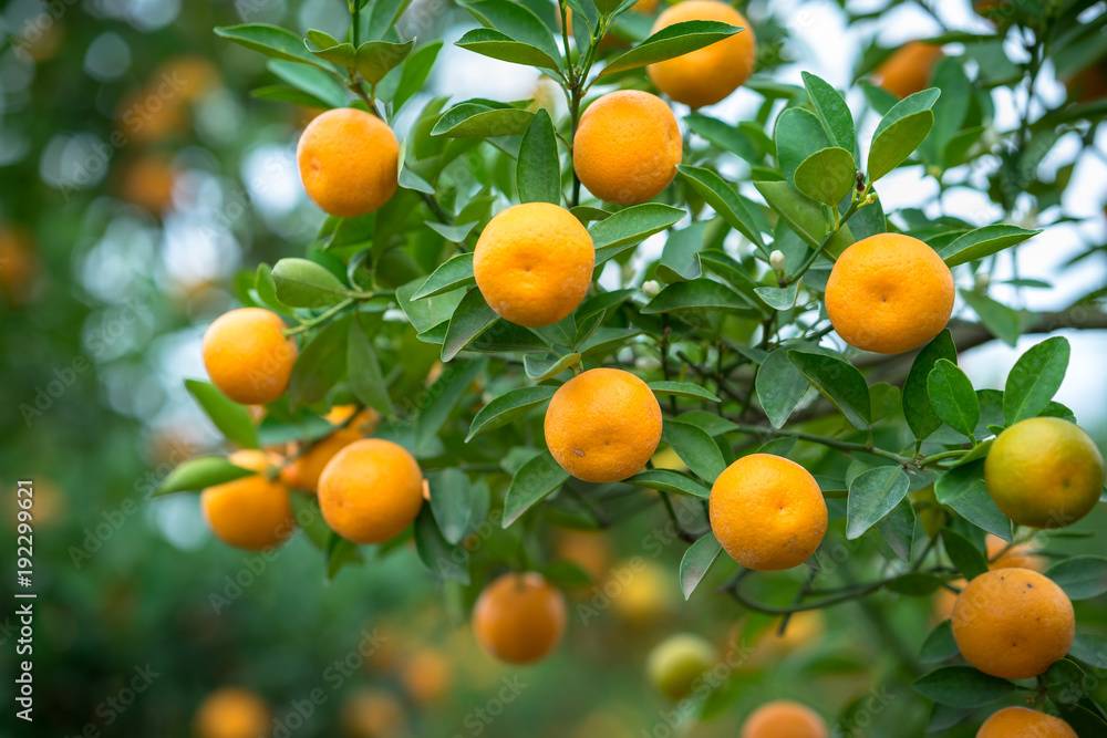 Kumquat tree. Together with Peach blossom tree, Kumquat is one of 2 must have trees in Vietnamese Lunar New Year holiday in north. Kumquat tree. Together with Peach blossom tree, Kumquat is one of 2 must have trees in Vietnamese Lunar New Year holiday in north.