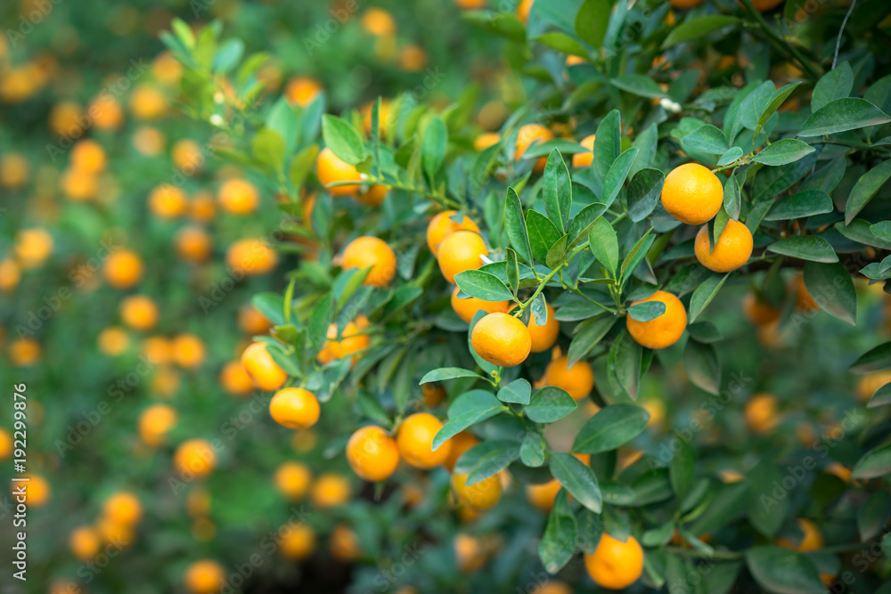 Kumquat tree. Together with Peach blossom tree, Kumquat is one of 2 must have trees in Vietnamese Lunar New Year holiday in north. Kumquat tree. Together with Peach blossom tree, Kumquat is one of 2 must have trees in Vietnamese Lunar New Year holiday in north.
