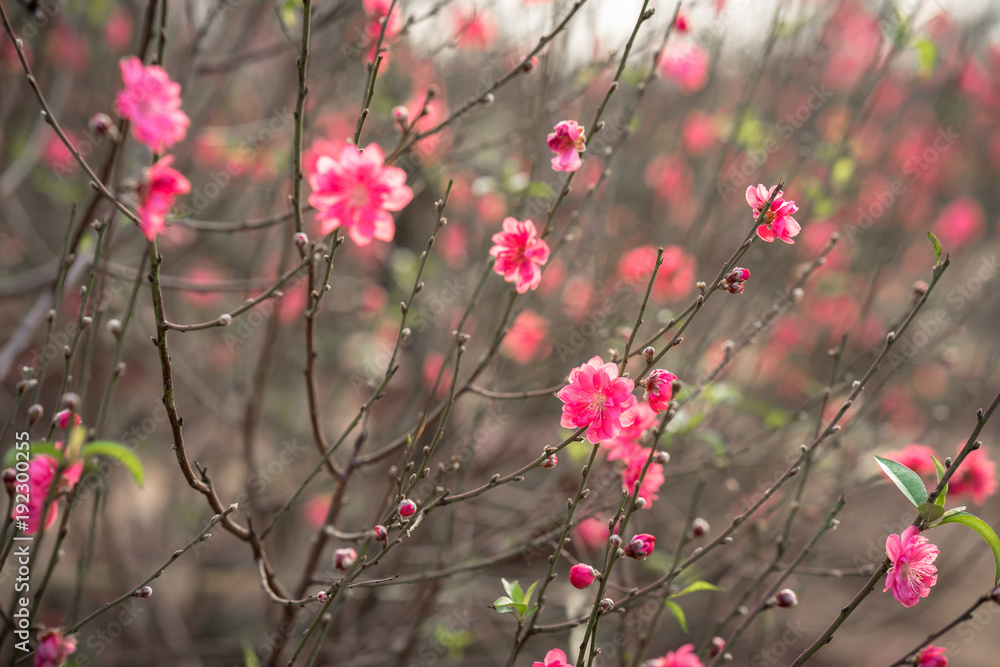 Peach flowers, the symbol of Vietnamese lunar new year Peach flowers, the symbol of Vietnamese lunar new year