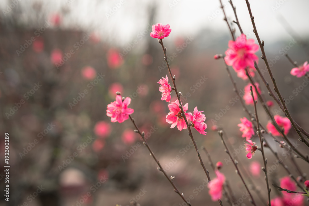Peach flowers, the symbol of Vietnamese lunar new year Peach flowers, the symbol of Vietnamese lunar new year