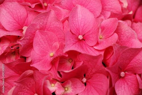 Beautiful pink hydrangeas bloom in the garden.