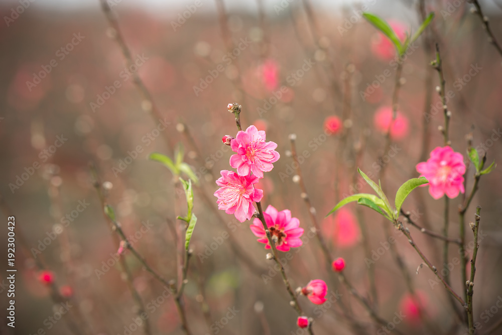 Peach flowers, the symbol of Vietnamese lunar new year