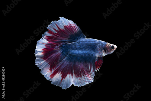 Photography Siamese fighting fish on black background