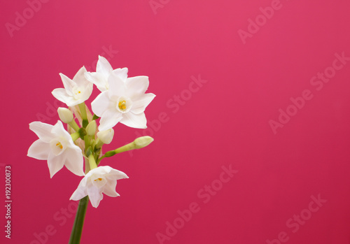 Fototapeta Naklejka Na Ścianę i Meble -  Single stem of narcissus against pink background