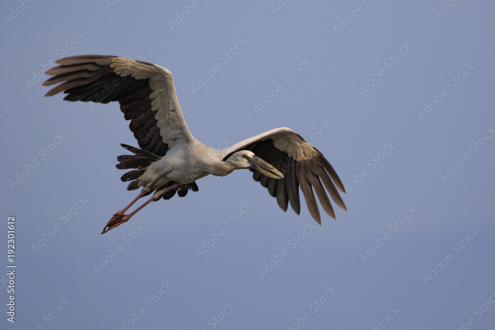 Image of an Asian openbill stork(Anastomus oscitans) flying in the sky. Bird, Wild Animals. Image of an Asian openbill stork(Anastomus oscitans) flying in the sky. Bird, Wild Animals.
