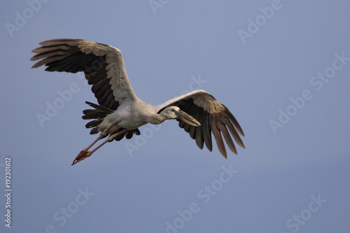 Image of an Asian openbill stork Anastomus oscitans  flying in the sky. Bird  Wild Animals.