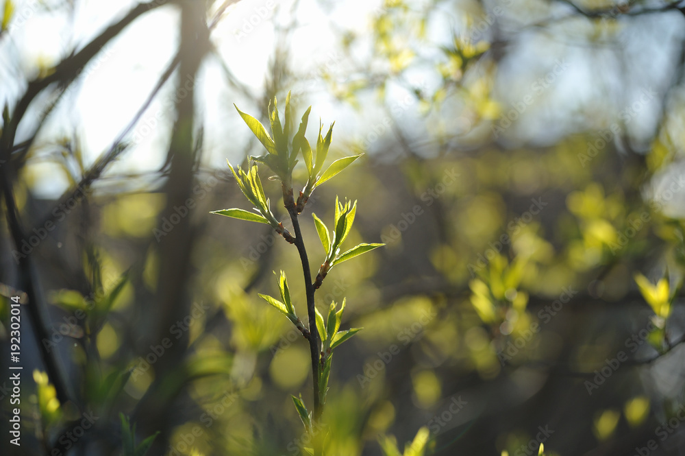 Green leaves in the spring season Green leaves in the spring season
