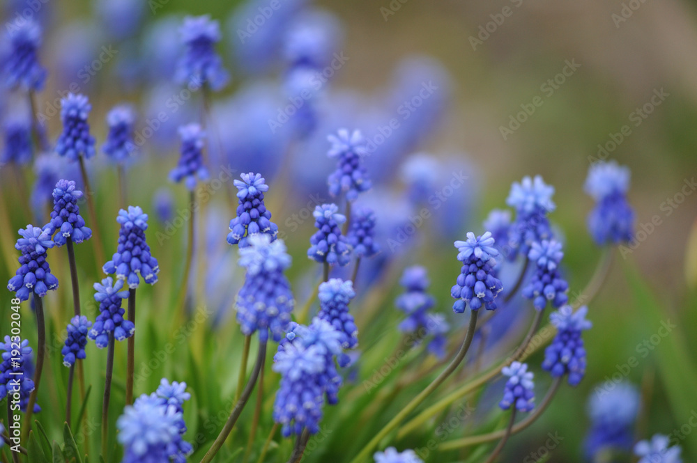 muscari flowers on flowerbed muscari flowers on flowerbed