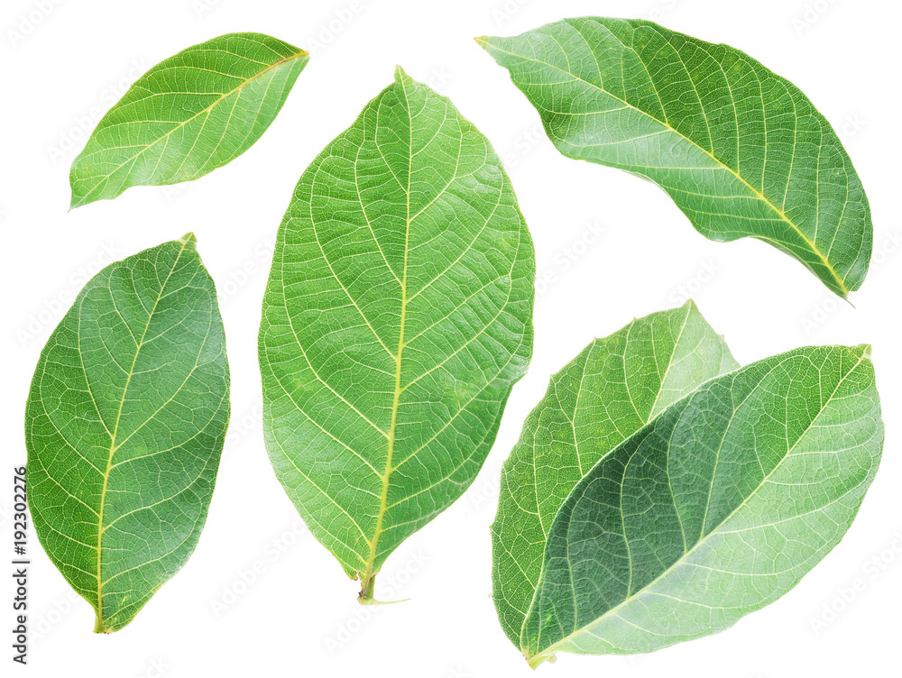 Collection of walnut leaves on white background. Collection of walnut leaves on white background.