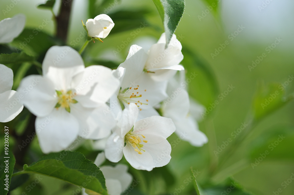 Fototapeta premium Blossom of apple tree
