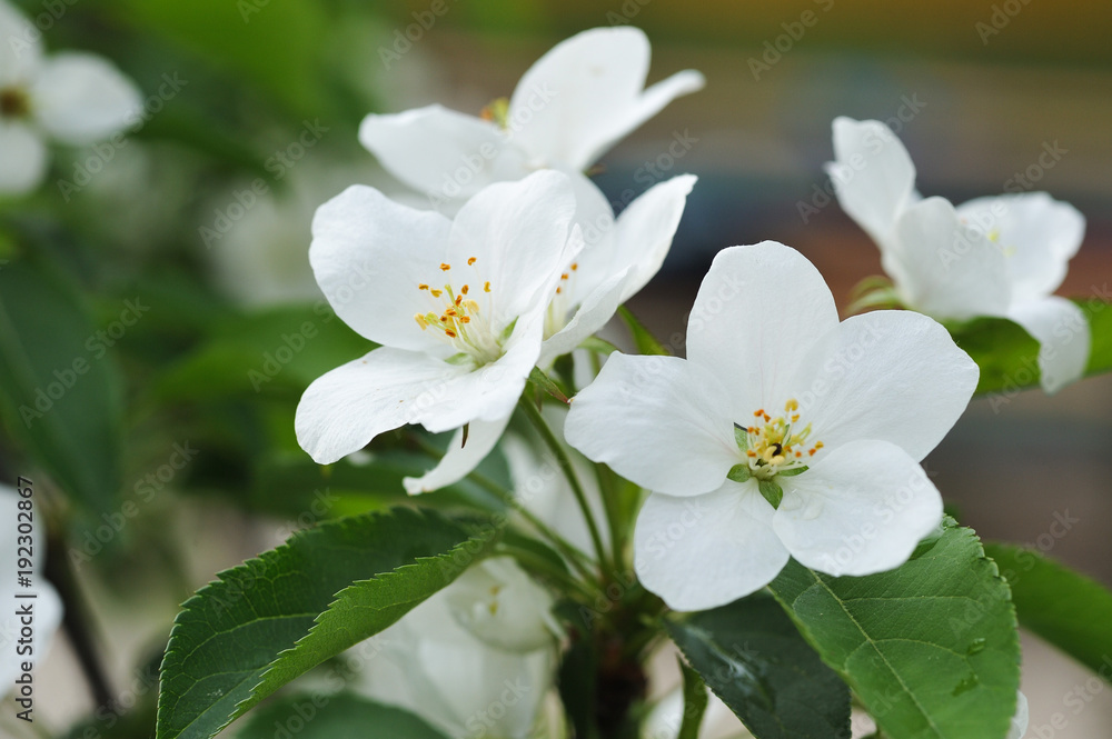 Blossom of apple tree Blossom of apple tree