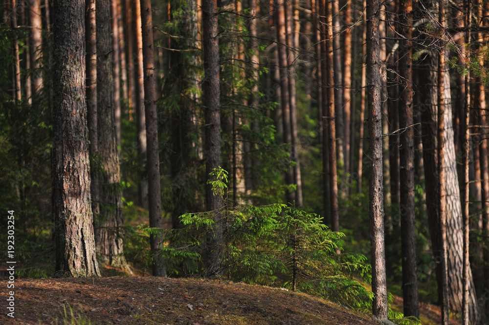 Taiga landscape