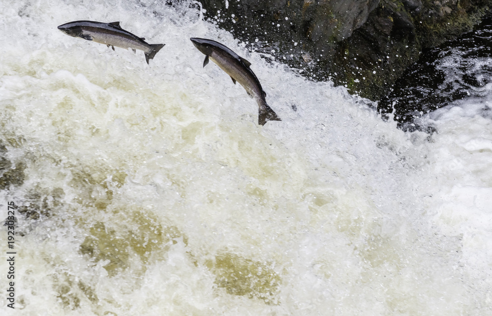 Large Atlantic Salmon Leaping Up The Waterfall On Their Way Migration Large Atlantic Salmon Leaping Up The Waterfall On Their Way Migration