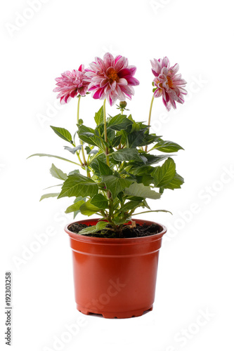 Wallpaper Mural Dahlia flower seedling in plactic flowerpot isolated on white Torontodigital.ca