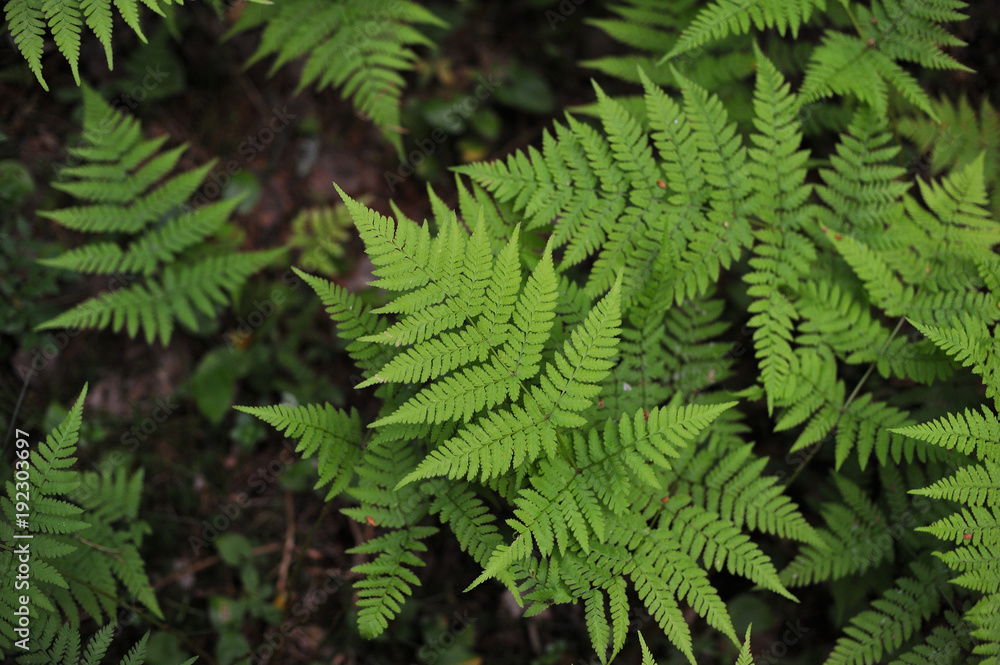 Fern in forest. Fern in forest.