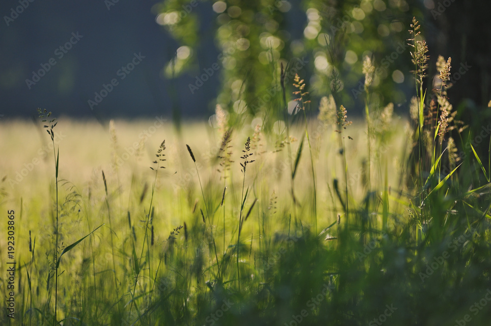 Obraz premium Field grass