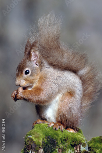 red squirrel british mammal sciurus vulgaris highlands scotland