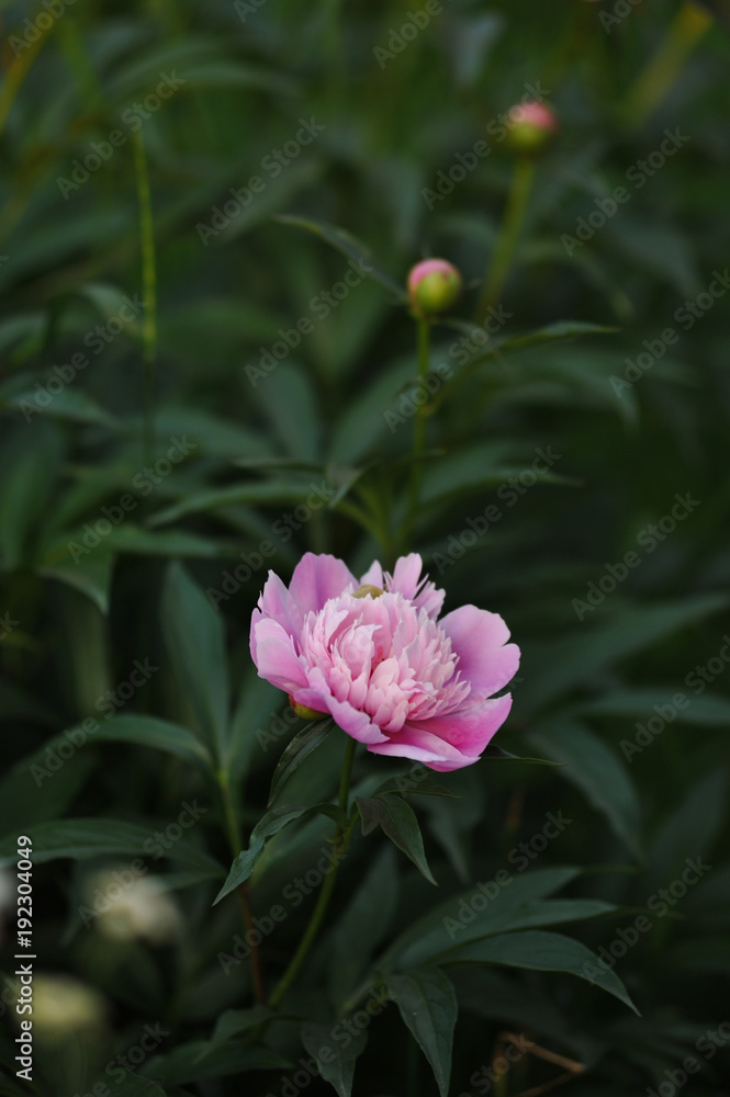Peony