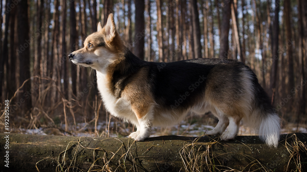 Obraz premium Dog Welsh Corgi Pembroke on a walk in a beautiful winter forest.