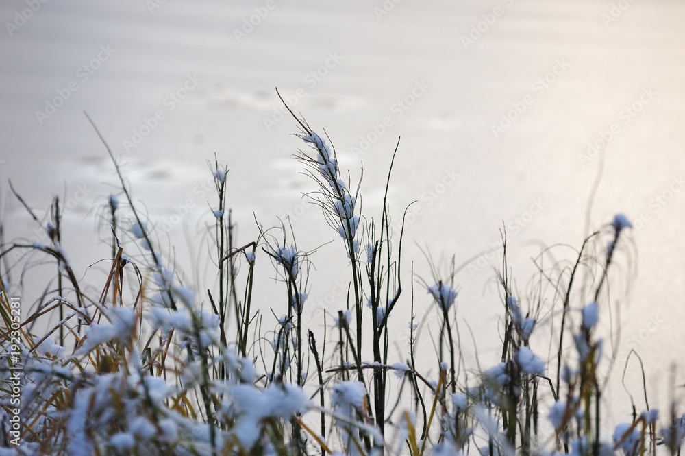 Fototapeta premium After the first snowfall