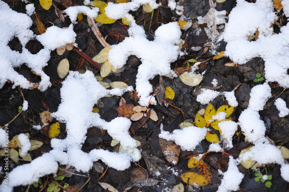 Obraz premium Leaves on the ground close up.