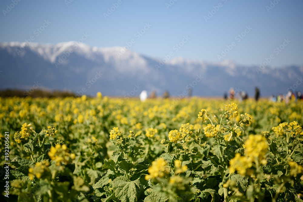 Fototapeta premium 琵琶湖畔の菜の花