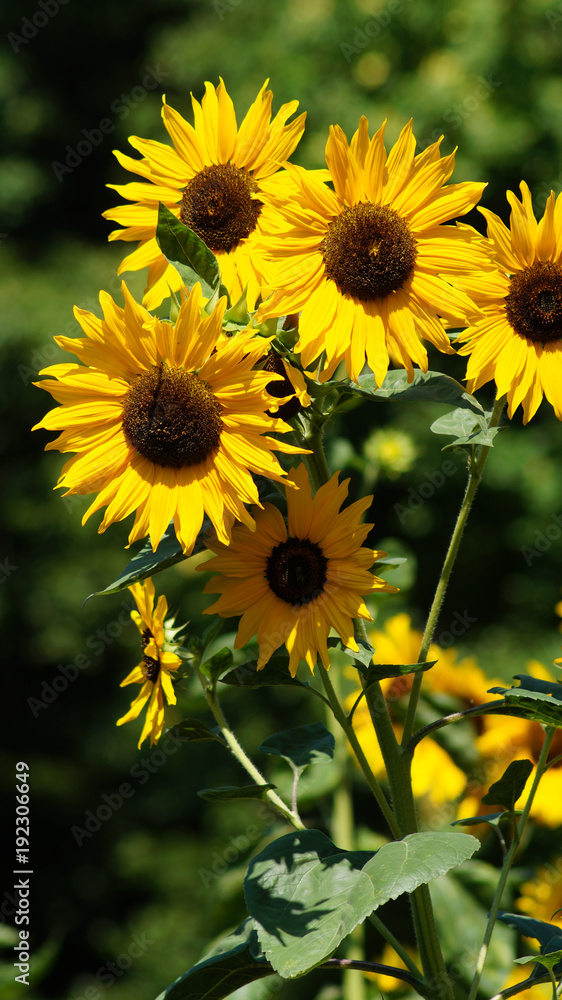 Fototapeta premium Sunnflowers