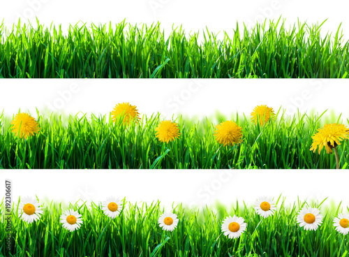 spring flowers and green grass isolated