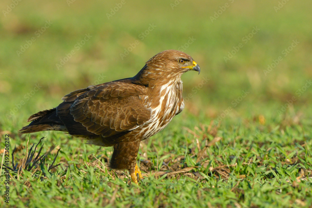 Common Buzzard (Buteo buteo) on Green Grass Common Buzzard (Buteo buteo) on Green Grass