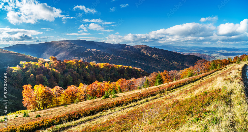 Panorama of colorful trees in the autumn mountains.