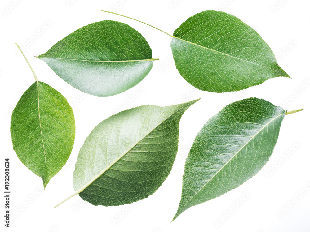 Collection of pear leaves on white background. Collection of pear leaves on white background.