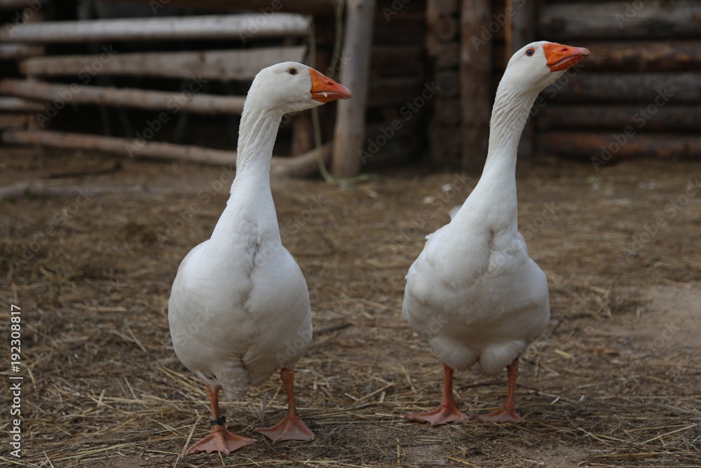 Two white gooses walking on the ground in the yard Two white gooses walking on the ground in the yard