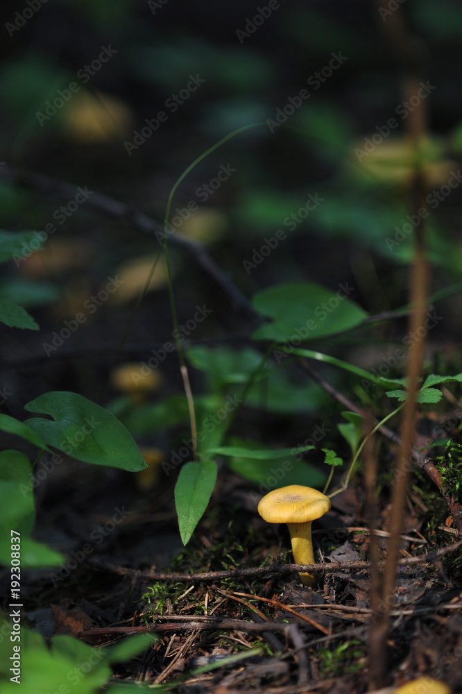 Chanterelles in forest Chanterelles in forest