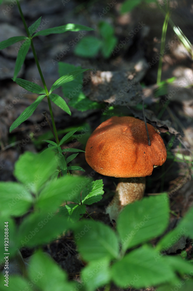 Red cap mushroom Red cap mushroom