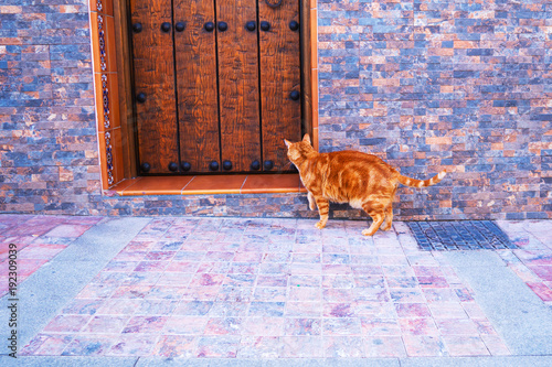 red Cat near wooden door on the toun street photo