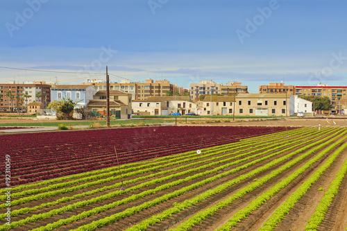 Colored grooves in the vegetable garden. Valencia photo