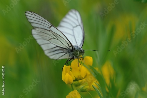 Black-veined white butterfly