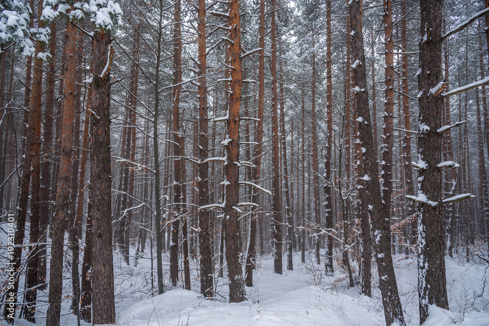 Snow covered forest. Snow covered forest.