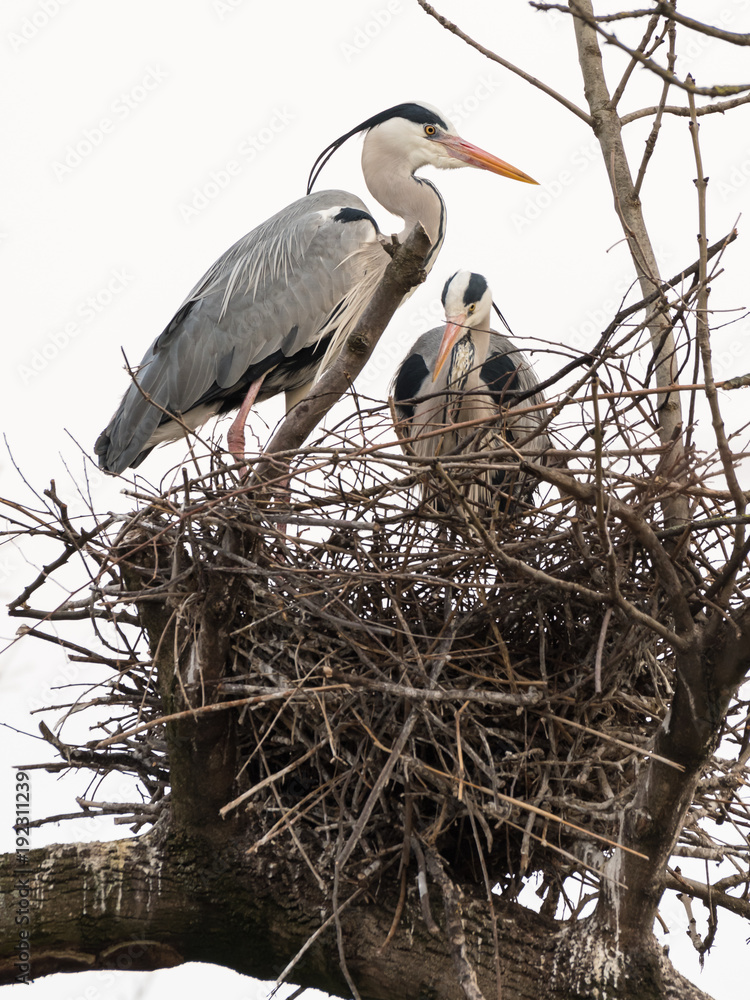 Fototapeta premium Two grey herons standing in their nest