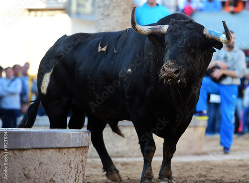 spanish bull