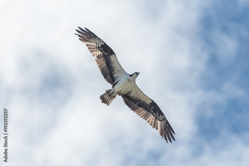 Fototapeta premium Western osprey flying in blue sky, trying to catch a fish 