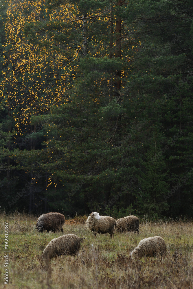 Obraz premium grazing sheeps