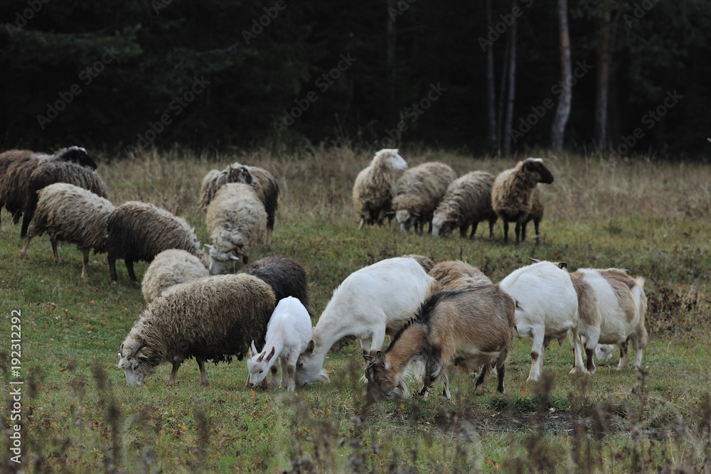 grazing sheeps and goats