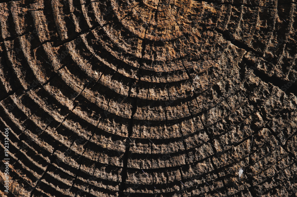 Fototapeta premium wooden texture