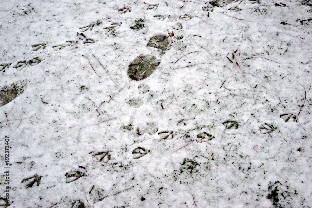 Spuren im Schnee / Schuhabdrücke sowie Fußabdrücke von Vögeln auf der ...