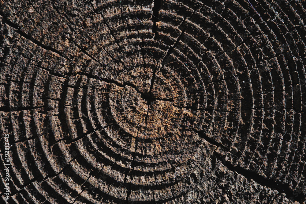 Fototapeta premium wooden texture