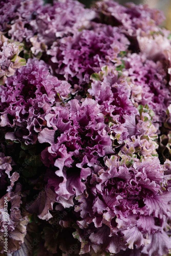 Ornamental red cabbage vertical texture, close up view