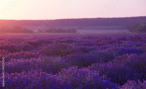 Lavender field at sunset