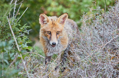 Close portrait of a red fox in nature